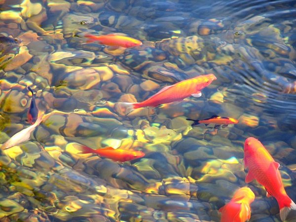 Comment aménager un bassin de carpes koi ?