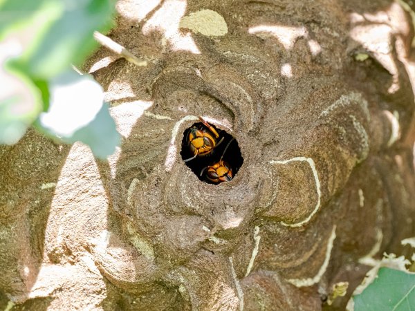 Quels sont les risques pour la santé associés aux nids de frelons non traités ?