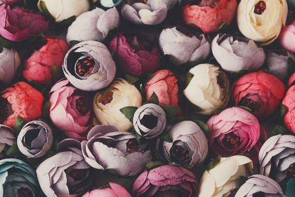 La beauté intemporelle des roses éternelles : guide complet