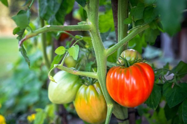 Greffer les tomates : Comment réaliser un greffage réussi ?